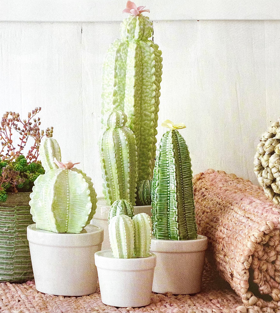 Cutie Cactus | Cluster
